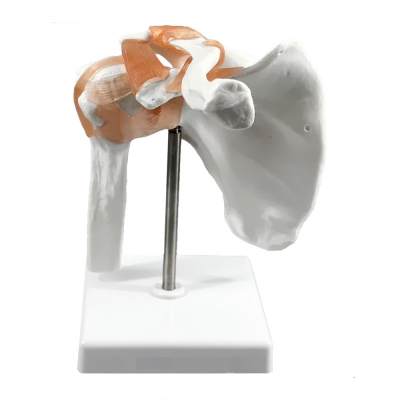 Фото: Анатомическая модель плечевого сустава человека Corpo Articulatio-3 Анатомическая модель плечевого сустава человека Corpo Articulatio-3