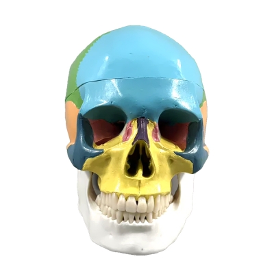Фото: Цветная разборная модель человеческого черепа Corpo Cranium-4 Цветная разборная модель человеческого черепа Corpo Cranium-4